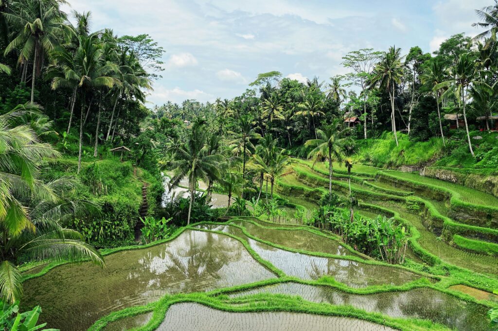 Top 5 Places to Visit in Bali: Ubud